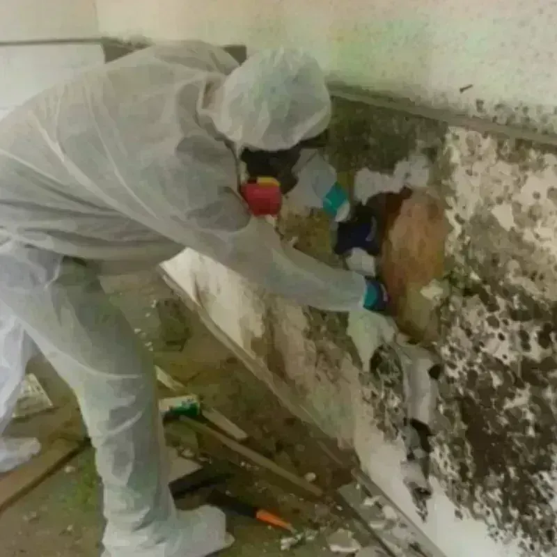 Best Mold Remediation and Removal Service in Nuckolls County, NE